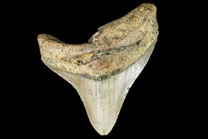 Fossil Megalodon Tooth - North Carolina #109526